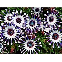 100PCS Mix Osteospermum Seeds Spider Daisy Flower Seeds