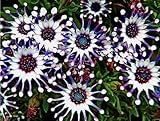 100PCS Mix Osteospermum Seeds Spider Daisy Flower Seeds