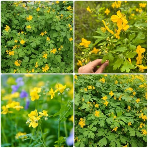 Schöllkraut, kräuterbeet balkon Chelidonium majus,...