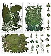 DALARAN 63 PCS Real Dried Pressed Leaves Natural Dry Leaves for Pressed Leaf Craft,21 Styles