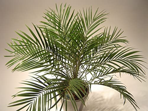 Cemeha Seeds - Date Palm Tree Indoor Phoenix Perennial Flowers For Planting #TOP6