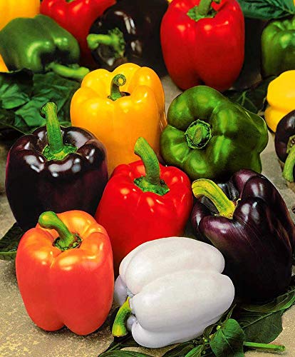 FUN AND GROW SEEDS: Seeds Pepper Bell Color Mix Non GMO Heirloom