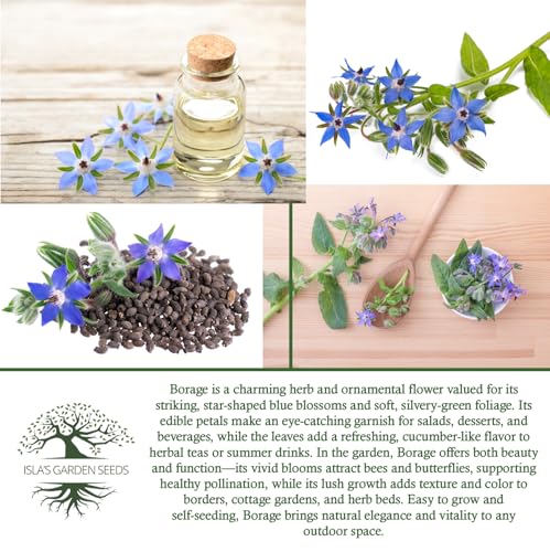 Borage Flower & Herb Seeds (Borago officinalis) – 125+ Non-GMO Heirloom Seeds by Isla’s Garden Seeds, Edible Blue Blossoms for Garnish & Herbal Tea, Pollinator-Friendly Annual, Easy to Grow, Gift Idea - Image 6