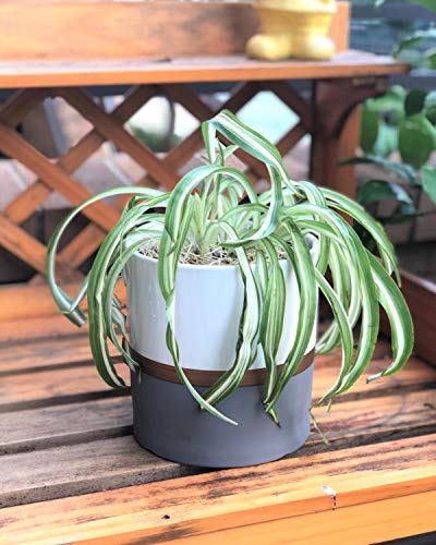 image for TIMEYARD Ceramic Planter Pots Indoor with Drainage Hole, Set of 2 Smal