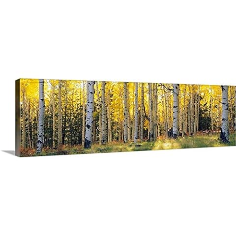 CANVAS ON DEMAND Aspen Trees in A Forest, Coconino National Forest, Arizona Canvas Wall Art Print, Home Decor, Autumn, United States Artwork, 60"x20" Cover