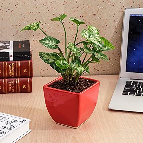 Image of Live Indoor Plants with Decorative Pot for Living Room, Balcony and Garden (3Inch Pot, Assorted Colour) (Syngonium)