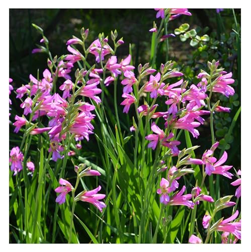 10x Gladioli Byzantinus Bulbs Spring Flowering Dwarf Gladiolus Colourful Garden Summer Pink Cut Flowers Autumn Planting Hardy Corms