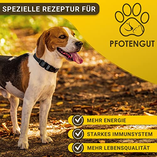 PFOTENGUT® Vitamin B Komplex Hund [Made in Germany] - 140 Tabletten für 5 Monate - Hochdosierte B Vitamine für Hunde & Katzen mit B1, B2, B3, B5, B6, B7, B9 & B12 - Vitamin B für Hunde