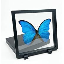 1pc Real Butterfly Specimen PE Film Suspension Box Moisture Proof Display Holder Home Gallery Decor Blue Morpho Butterfly