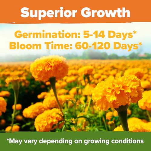 Image of HOME GROWN Crackerjack Marigold Seeds 2.05oz - 15,000 Flower Seeds Planting Outdoor, Large Bulk Pack, High Germination, Companion Planting, Orange (Tagetes erecta)