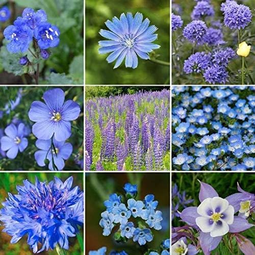 50 Seeds- Blue Wildflower Seed Mix - Attracts Hummingbirds and Butterflies - Easy to Grow - GROW IN ALL SEASONS (B0C99VZ8R3) Amazon Price History, Amazon Price Tracker