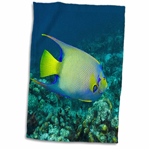 3dRose 15x22 Hand Towel - Queen Angelfish,