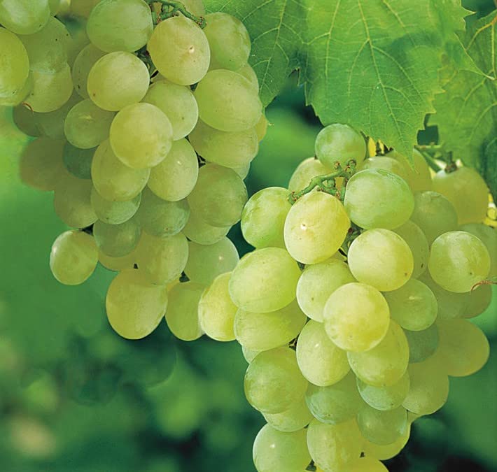 Live Wonderfully Sweet Bearing Fruit Plants, Thompson Seedless Green Grape Plant