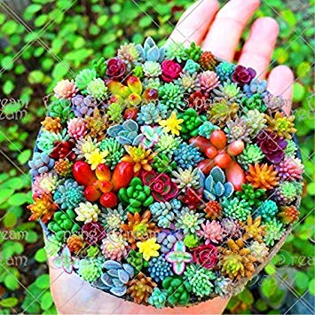 100 pcs/bag Real mini succulent cactus seeds rare succulent