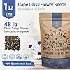 Cape Daisy Flower Seeds Pack 1 oz - Over 2,550 Non-GMO Heirloom Cape Daisy Seeds for Planting, Perennial Flowers in Individual Seed Packet, Seed for Planting Home Garden Indoor & Outdoor Gardening #2