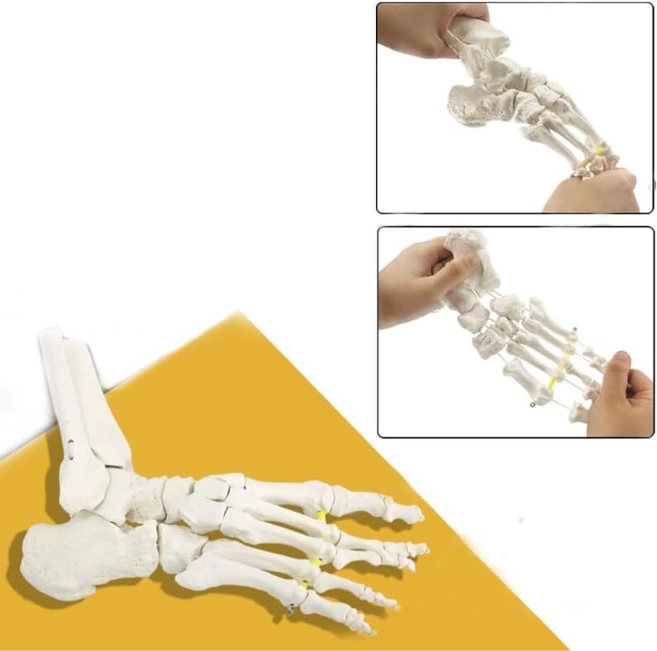 Anatomía De La Educación Cuerpo Humano, Modelo De Hueso del Pie Flexible Y Separado, Ejercicio Articulación Tobillo, Enseñanza Demostración Rehabilitación Muñeca de Anatomía