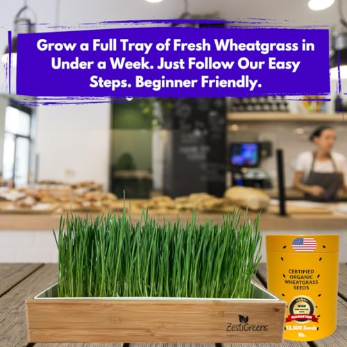 Certified Organic Wheatgrass Seeds – 12,500+ Non-GMO USDA Cat Grass Seeds in Food-Grade Container with Lid for Easy Scooping & Freshness