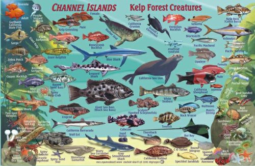 Channel Islands National Park Map & Kelp Forest Creatures Guide Franko Maps Waterproof Fish Card #TOP1
