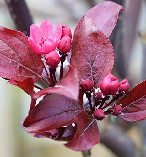 Hochstamm Rotlaubiger Zierapfel Scarletta 100-125cm - Malus toringo - lebende Gartenpflanze aus den Baumschulen
