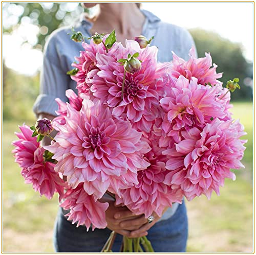 多年草 ダリア 秋植え球根 21年秋 バルコニーガーデン植栽-5球根のサムネイル