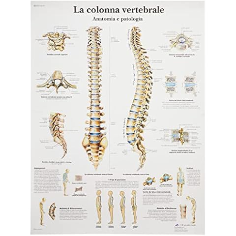 3B Scientific Lehrtaffel - La colonna vertebrale - Italienisch Cover