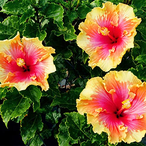 Qauzuy Garden 10 Seeds Double Pink Yellow Hibiscus Seeds For Planting- Hardy Exotic Perennial Garden Flower Seeds-Easy To Grow & Maintain #TOP5