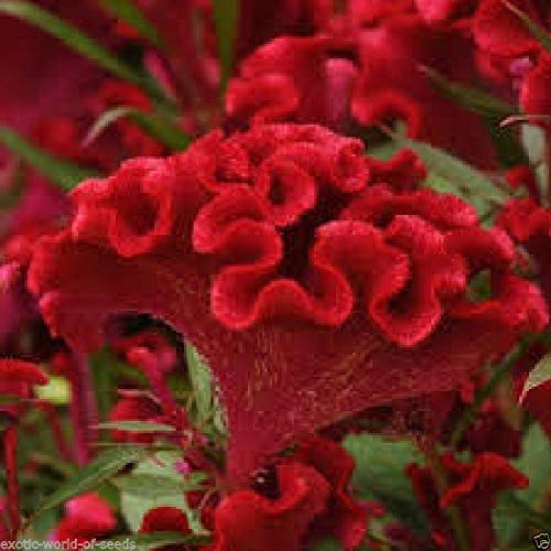 Portal Cool Cresta di Gallo Russo Celosia Cristata Semi Compact Fiori Rossi Brillante di Colore