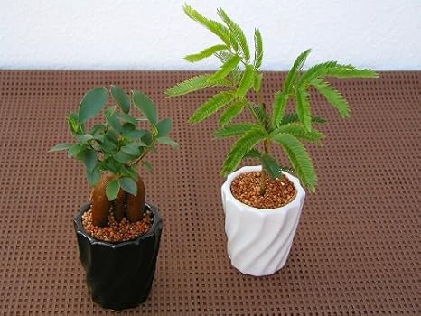 Amazon モノトーンスクリュー ミニ観葉植物セット アクアセラミック植え１ケース お得な２４鉢入り とってもかわいいミニサイズの観葉植物 です ２種類の鉢に４ ６品種を組み合わせた植物が24鉢入っているので いろいろな場所に飾れます Diy 工具 ガーデン