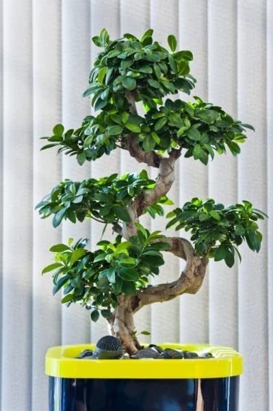 ZynesFlora Bonsai Ficus Gingseng - Kamerplant met pot Ø 27 cm - Hoogte: 70-75 cm - Echte Bonsaiboom - Afbeelding 4