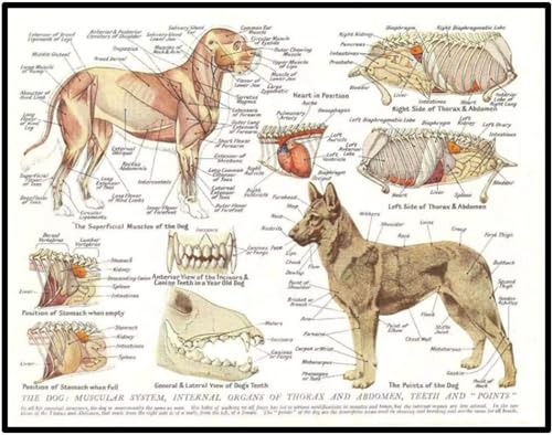 YLHKME Tableau Muscles et Organes du Chien Anatomie Animale,Affiche Toile Tableau Decoration Murale Salon,pour Chambre Cuisine Bureau, Deco Maison, sans Cadre...