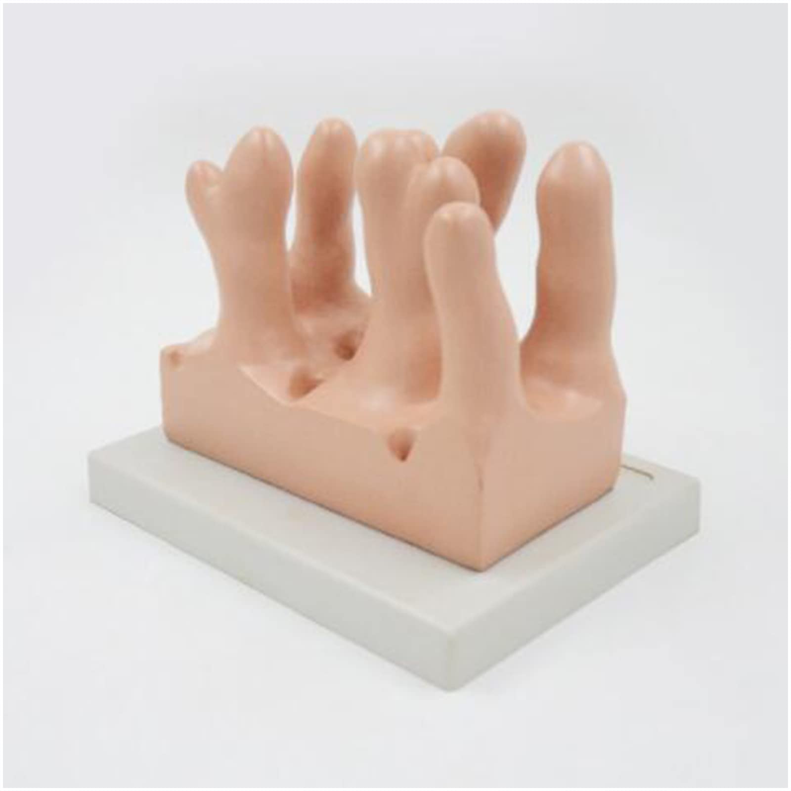 Modello ingrandito dei Villi intestinali Modello anatomico Tridimensionale Umano dei Villi intestinali dell'intestino Tenue Modello del Corpo Umano Organi Anatomia, predefinito