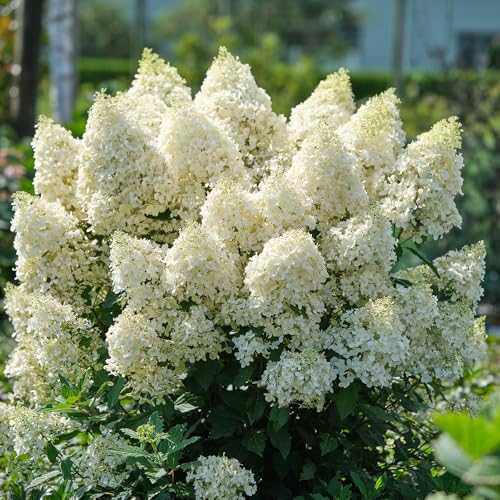 YouGarden Hydrangea Magical Matterhorn 3L Potted