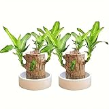 Joxipe Brazilian Wood Plant, Brazil Lucky Wood Potted Plant with Decorative Tray and Doll, Easy to Care, Decor for Home and Office – Gift for Housewarming, Good Luck, and Prosperity（2pcs）