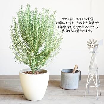 チャリチャリ　ブルーアイス　コニファー　テラコッタ鉢植え　　ローズマリー チャリチャリ様専用 ブルーアイス コニファー テラコッタ鉢植え