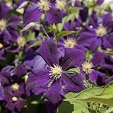 ＩＴＡＮＳＥ クレマチス エトワール バイオレット 4号 1個売り【品種で選べる花木苗 花苗】キンポウゲ科 耐寒つる性宿根草●バイオレットカラーのお花をたくさん咲かせるクレマチスです。多花性があり、6～8cmの花をたくさん咲かせます。株を覆う程咲く姿はみものです。花色は深みのある濃い紫で、花芯は黄色になっており、落ち着いたシックな雰囲気があり、庭を上品に彩ります。