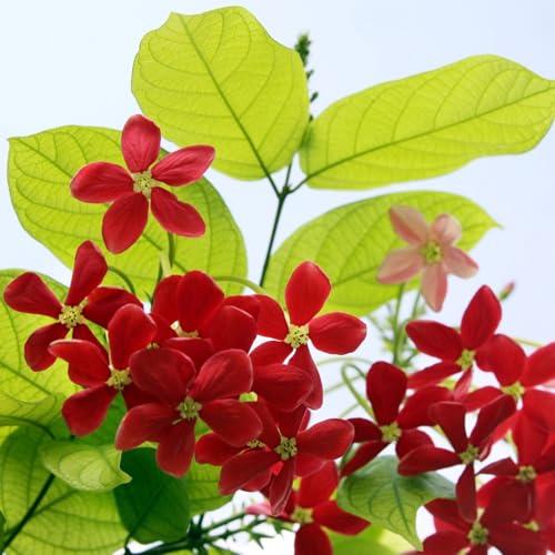 Image of Live Madhumalti Plant (Rangoon Creeper) Pack of 1 | Fragrant Flowering Climber Vine for Home Garden, Balcony & Terrace | Outdoor Decorative Creeper Plant