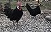 White Face Black Spanish Fertile Chicken Hatching Eggs, Fertile Eggs