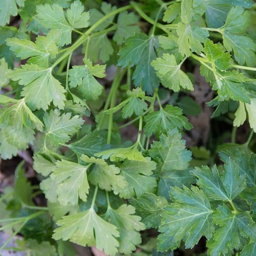 Parsley Plain Leaved 2 Seeds – Classic Flat-Leaf Variety – Aromatic & Fast-Growing – Fresh Herbs All Year Round – for Your Kitchen Garden