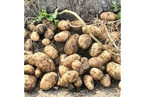 Simply Seed® 5-Pound Gold Rush Russet Potato Seed for Spring Planting