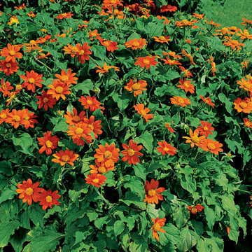 Park Seed Fiesta del Sol Mexican Sunflower Seeds