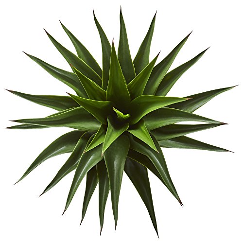 Mejores review On-line Venta de plantas naturales - los más vendidos. 14 Imagen adicional