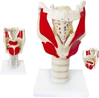 UIGJIOG Human Larynx Anatomical Model,Professional Magnified Human Larynx Joint Simulation Model Medical Anatomy for Science Teaching Display of Larynx And Lung