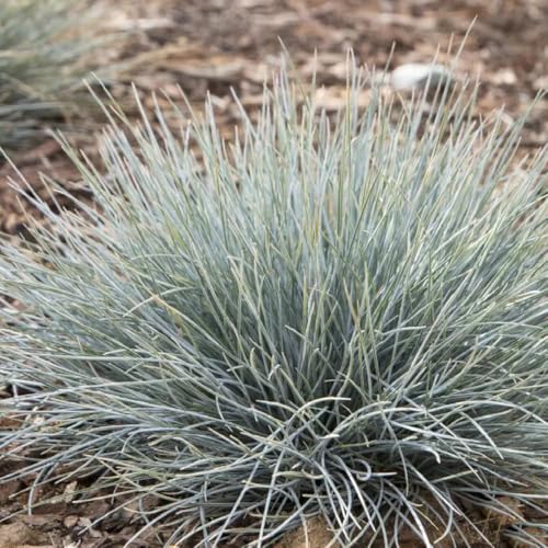 semillas de pasto festuca azul Plantas de jardín de rocas resistentes Césped ornamental resistente Festuca glauca plantas raras Decoración de plantas Semillas de cobertura del suelo 60pcs