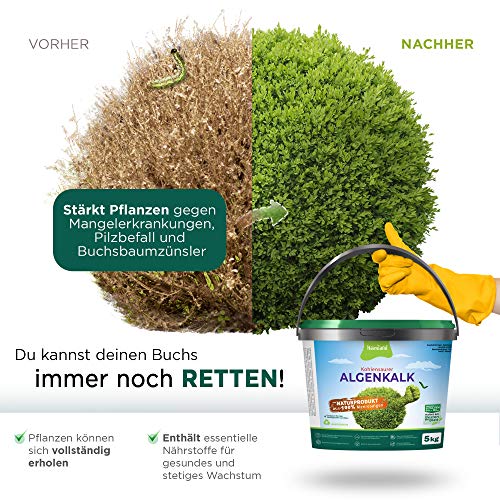 halmland Algenkalk tegen buxusmot - Verbazingwekkende versterking van de buxus met profylaxe en redding bij aantasting… - Image 4