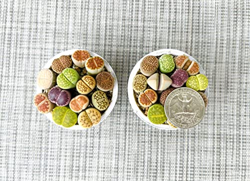 Micro Landscape Design Potted 10-12 Live Lithops Plant, Colorful Living Stones In 2 Inches Pot (Beginner Pot (5+ Colors Or Patterns)) #TOP3