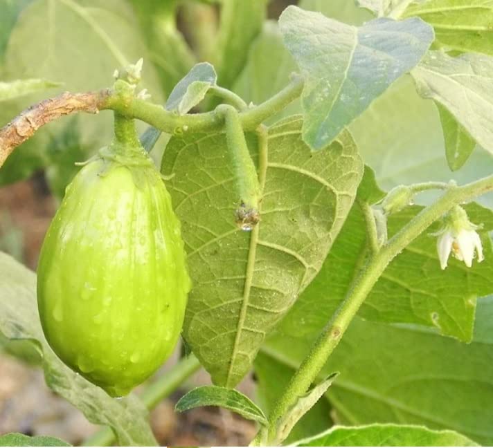 UGRA AO DAIMARU EGGPLANT Solanum Melongena-G274BR-150Seeds