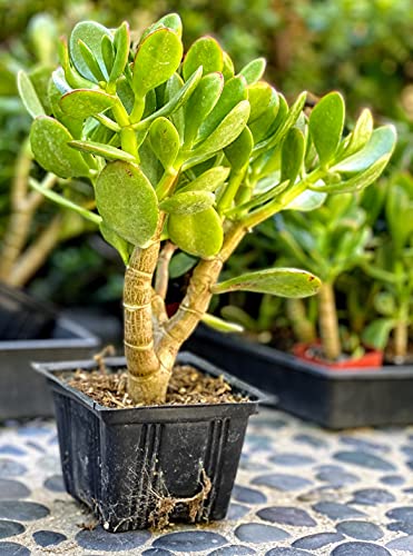 Southern California Large Rooted Jade Plant 8 inch Tall Succulent Cacti Live Plants Pot (Crassula Ovata 'Lucky Money Plant') Southern California Large Rooted Jade Plant 8" inch Tall Succulent Cacti Live Plants Pot (Crassula Ovata 'Lucky Money Plant')