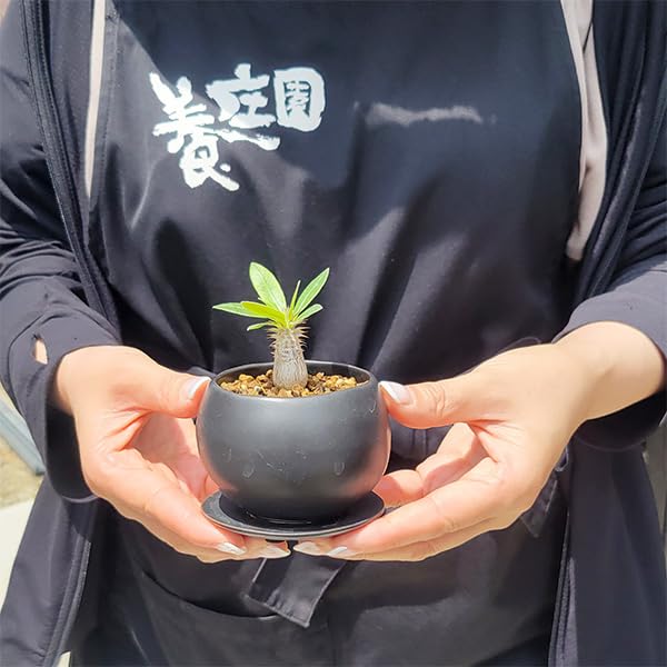 マカイエンセ　陶器鉢付き Amazon｜コーデックス：パキポディウム ミニ マカイエンセ 陶器