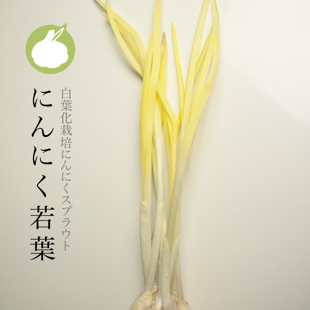 Amazon | 特許取得の稀少原料にんにくスプラウトパウダーの栄養補助