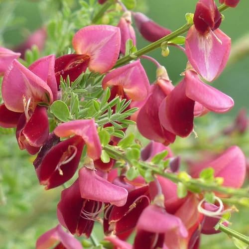 3 x mix di Cytisus: Lena + Boskoop Ruby + Allgold - 3 x Ginestra | Giallo-rosso, giallo e rosso - piccolo arbusto, densamente cespuglioso, alto fino a 150 cm - 3 x 1,5 litri